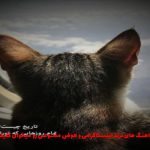 دانلود آهنگ قلبم هابانه صد حالم نکه حال سگ از محمد امیری